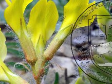 Каллимах 002